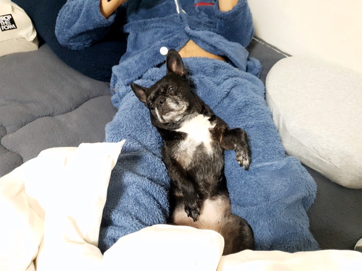  프렌치불독 진짜 너무 귀여워