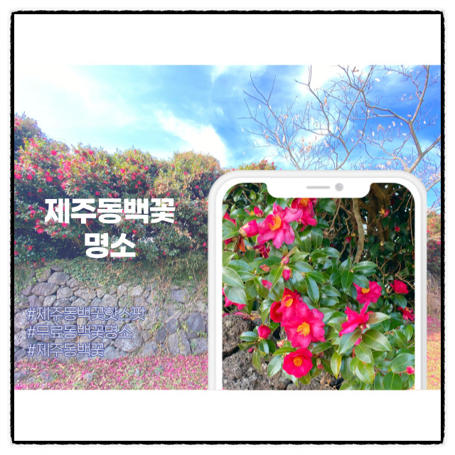  제주 동백꽃 무료로 즐기기 좋은 핫플 3곳