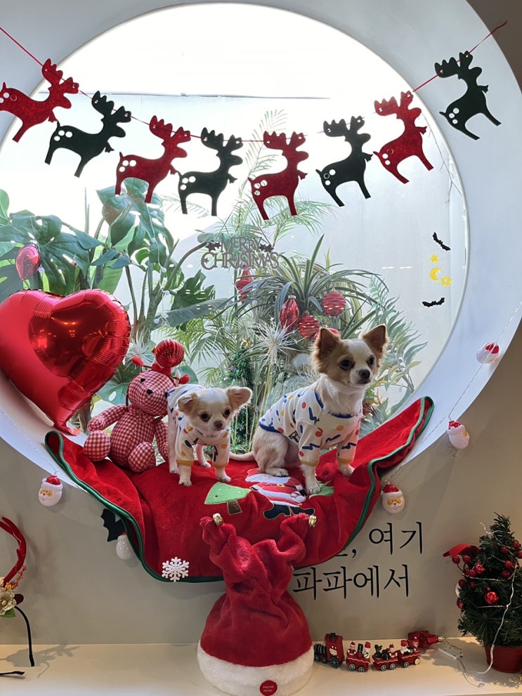  김해내외동 애견카페 사진찍기 좋은 멍파파