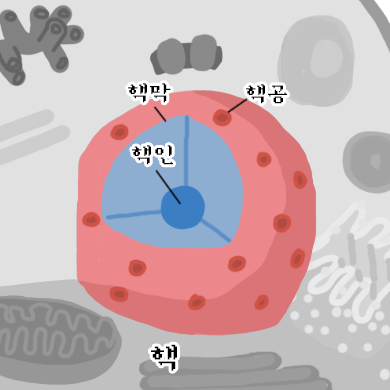 [생리학] 세포의 구조와 기능(2) (세포소기관의 구조와 기능) : 네이버 블로그
