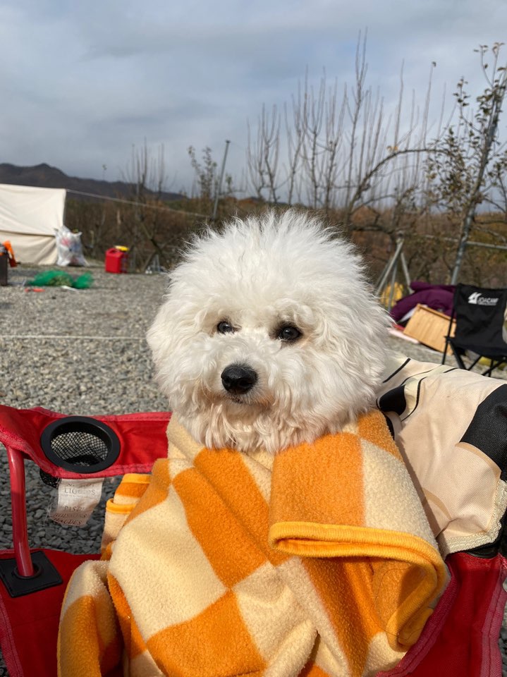  애견동반 캠핑장. 용인 숲속의 아침 캠핑장