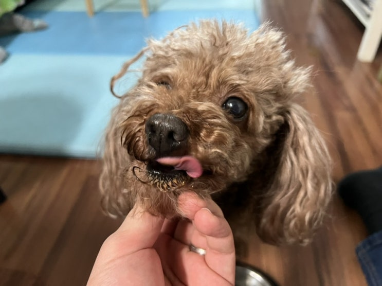 존맛탱 인정? 어 인정! '퓨어메라 라온 조인트 애견 관절영양제' 리뷰
