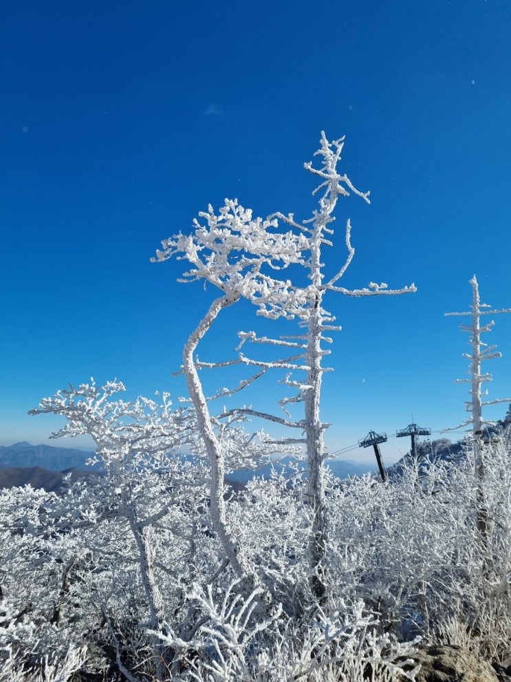 덕유산 상고대, 아름다운 눈꽃들 덕유산 상고대, 아름다운 눈꽃들
