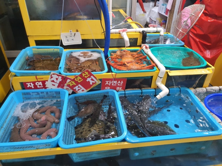  강원도 속초 대포항 대게 활어 횟집 튀김 추천 (주차장 요금)
