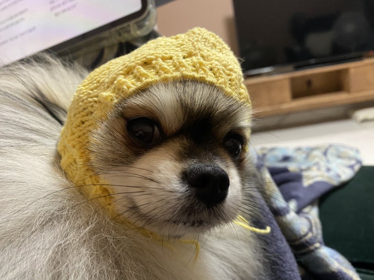  산책하는 꾸꾸와 꾸라클라바 2번째