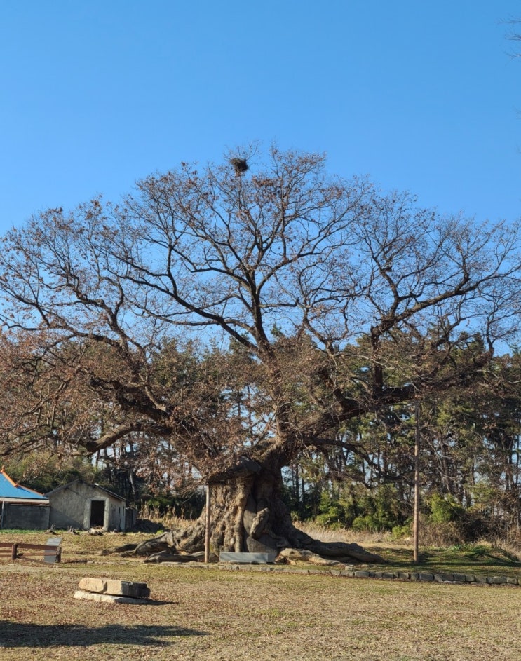 김제 가볼만한 곳, 김제 행촌리 느티나무(천연기념물 제280호) 2차 탐방