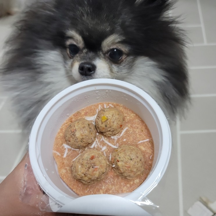 강아지화식 : 펫마마스푸드 서귀포에서 인정한 건강한 강아지화식 급여하기