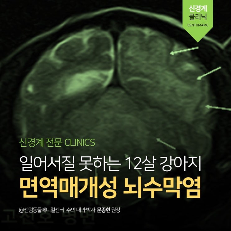  12살 강아지 <면역매개성 뇌수막염> 안면마비, 기립불능, 응급진료, MRI (부산 신경계 전문 동물병원, 24시 센텀동물메디컬센터 연산점, 문종현 박사)