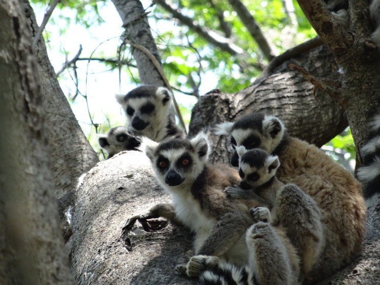 마다가스카르 여행 : 마다가스카르에서 만난 동물들