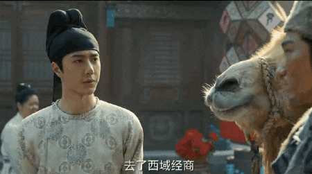  왕이보 중드<풍기낙양 22화风起洛阳 ep22 整理完毕> 옴마!!! 낙타야!!! 骆驼呀!!!ccc이젠 하다하다 낙타도 부럽...看起来也很喜欢百里二郎!!!!ccc