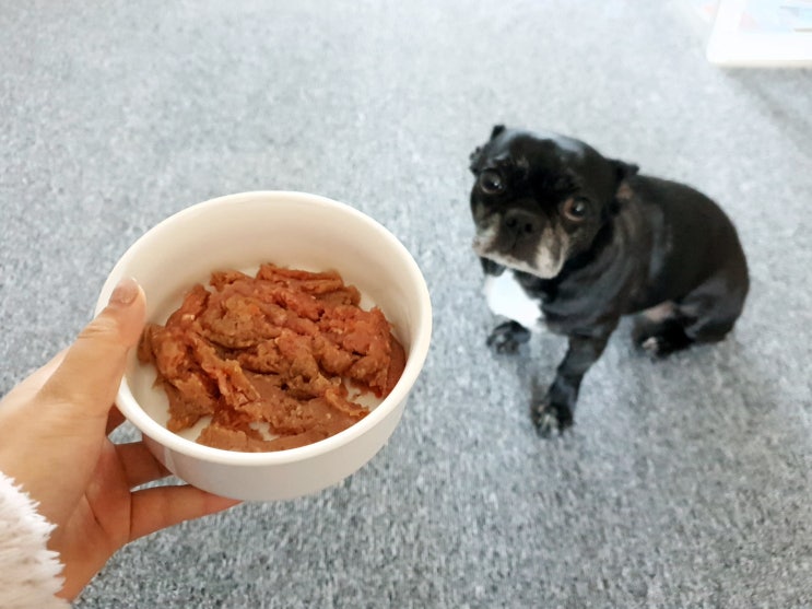  강아지 생식 바프독 크리스마스 선물로 준비했어요