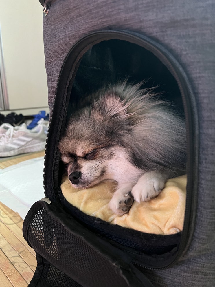  할머니댁에 간 꾸꾸