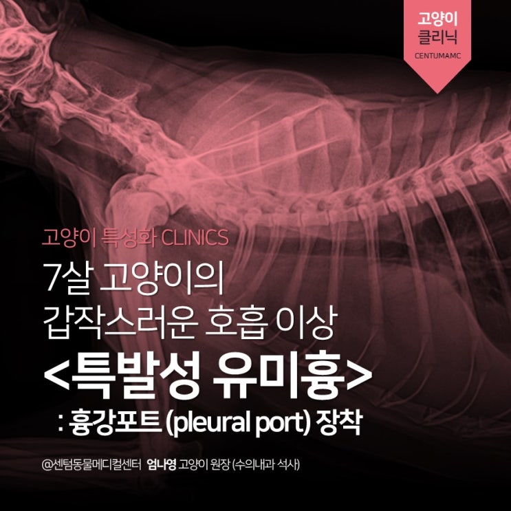  7살 고양이 <특발성 유미흉> 흉강포트(pleural port) 장착 (부산 고양이 특성화 동물병원, 센텀동물메디컬센터)
