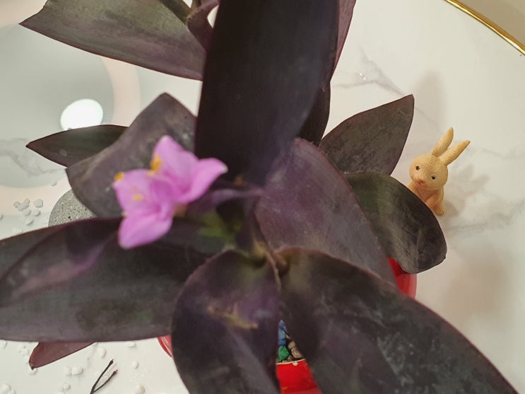  선물 받은 자주색달개비 알아보기
