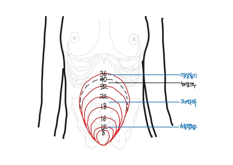 간호학과 공부 | 간호사 국가고시 | 여성간호학 cram sheet, 요약정리, 요점정리
