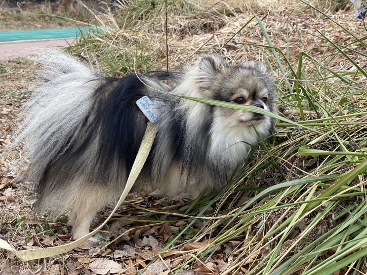 별 일 없이 산책하는 꾸꾸