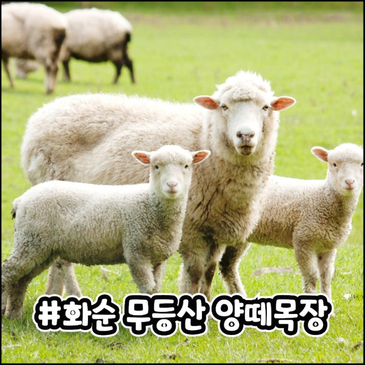  화순 가볼만한 곳 무등산양떼목장 전남의 알프스