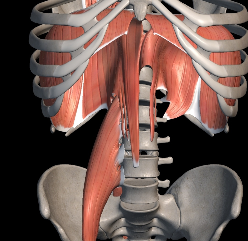 Iliopsoas (장요근, 엉덩허리근) : Iliacus + Psoas Major (장골근 + 대요근) : 네이버 블로그