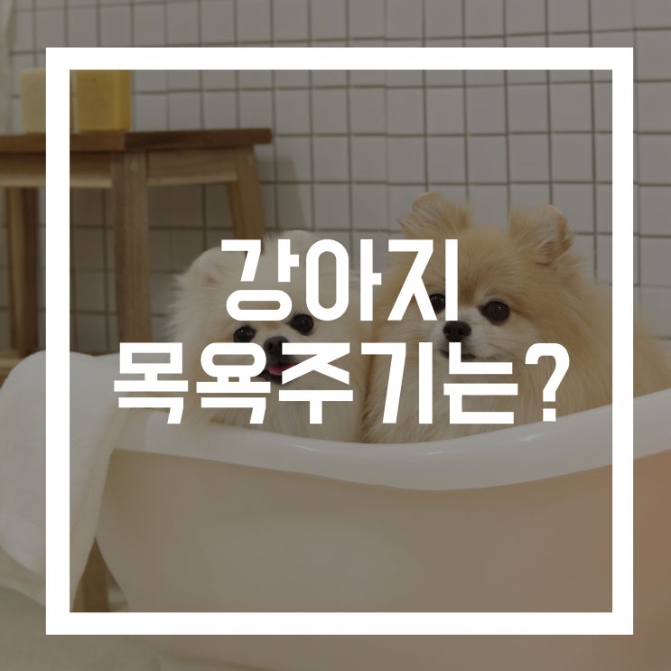  강아지 목욕주기 및 스파 꿀팁