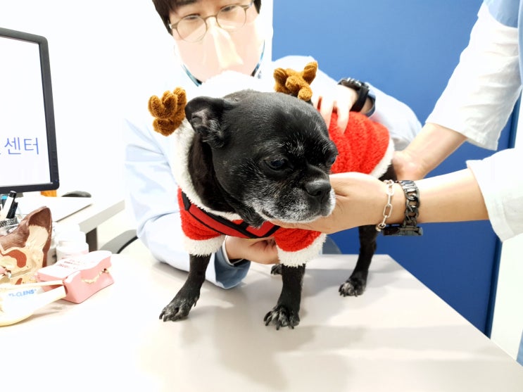 해운대 동물병원 아이센텀 동물메디컬센터에서 안과검진 받았어요