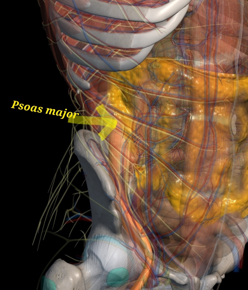 Iliopsoas (장요근, 엉덩허리근) : Iliacus + Psoas Major (장골근 + 대요근) : 네이버 블로그
