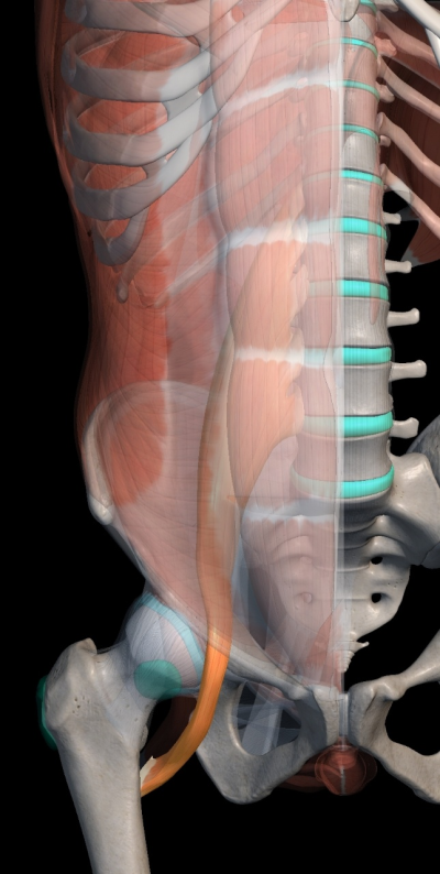 Iliopsoas (장요근, 엉덩허리근) : Iliacus + Psoas Major (장골근 + 대요근) : 네이버 블로그
