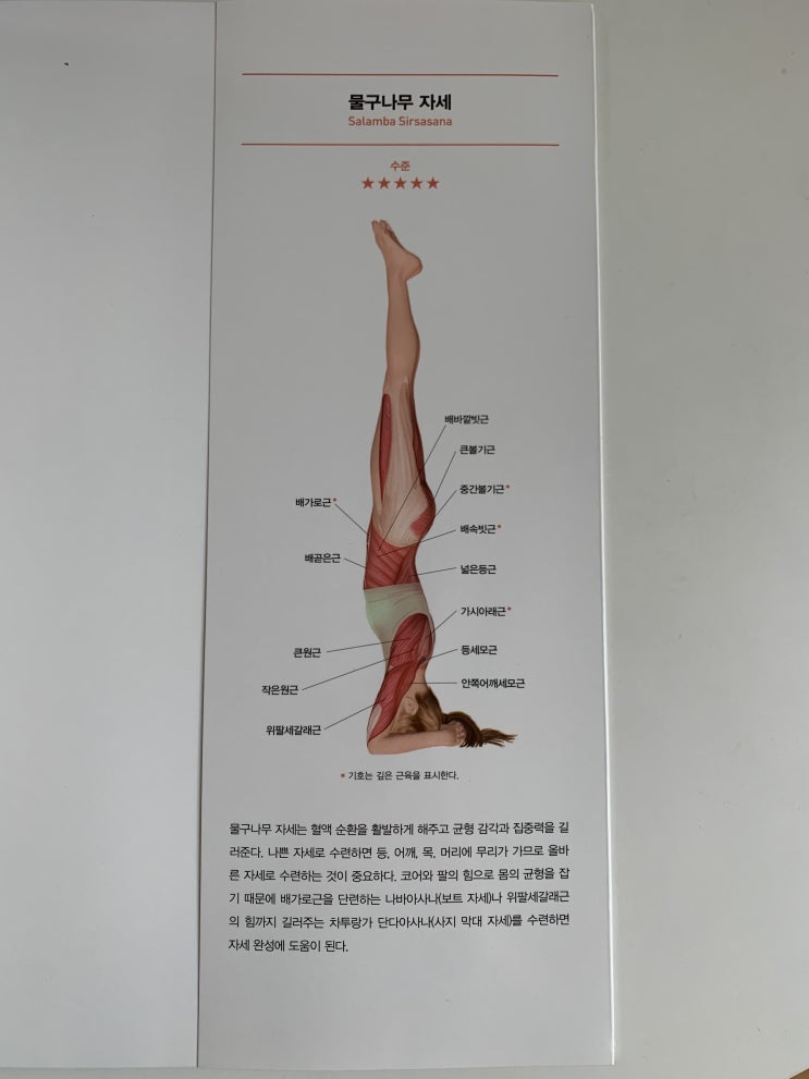 요가용어 정리가 잘 되어있는 요가아나토미 책 리뷰