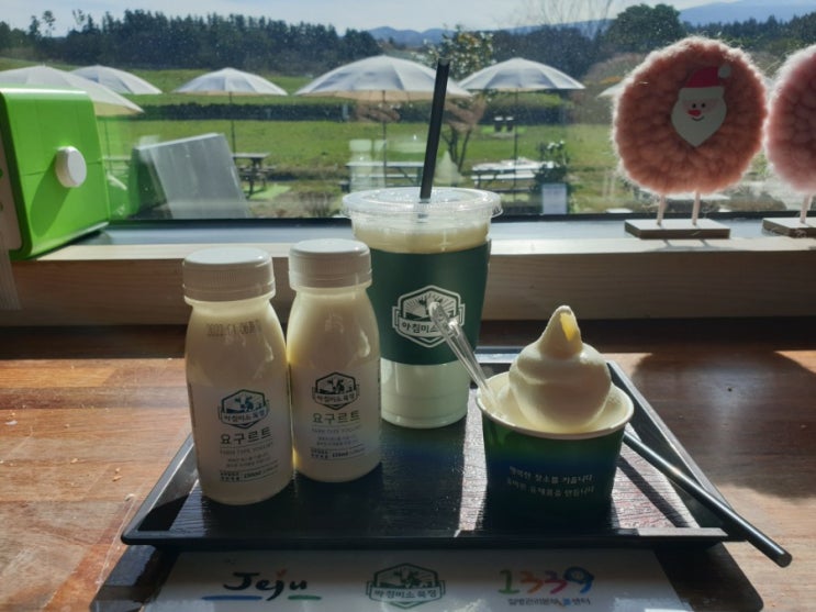  제주도 성이시돌 목장과 아침미소 목장에서 신선한 우유와 요구르트를 맛보다!