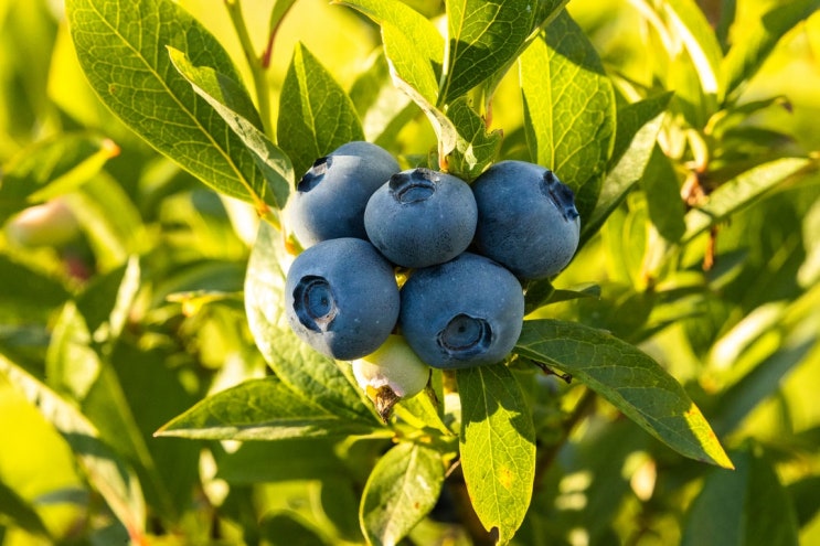 Why should you eat blueberries? 블루베리 진짜 효능 효과