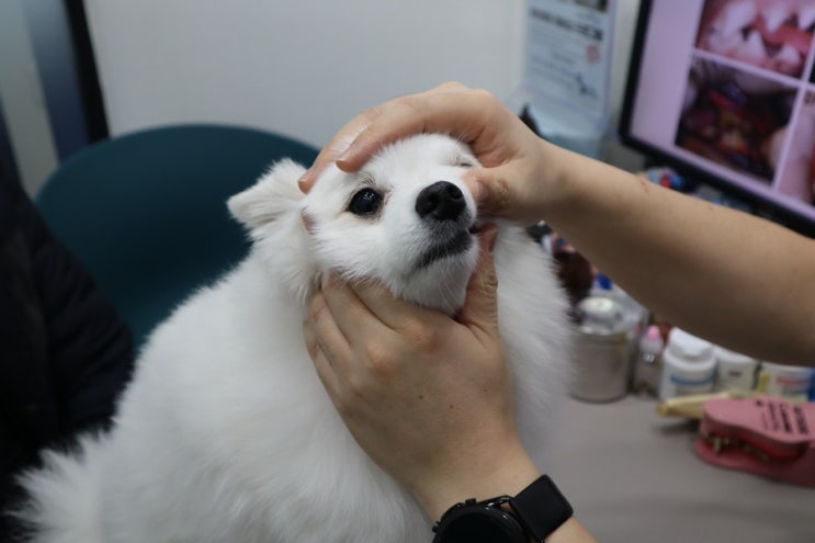  해운대 동물병원 아이센텀동물메디컬센터 우리아이 안과 치과 검진 받고 왔어요!