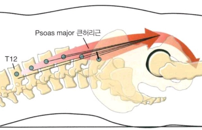Iliopsoas (장요근, 엉덩허리근) : Iliacus + Psoas Major (장골근 + 대요근) : 네이버 블로그