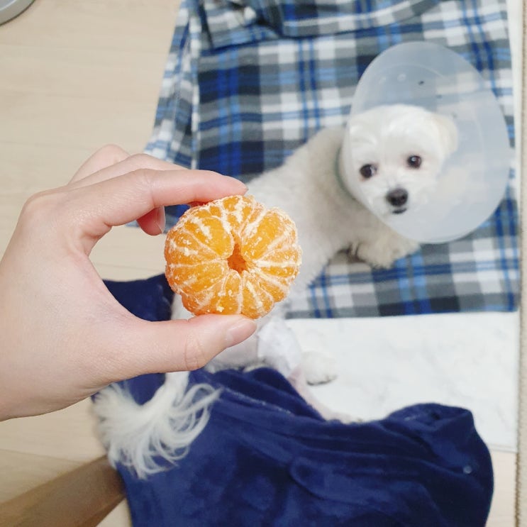  강아지 귤 먹어도 되나요? 되지만 주의할 점!