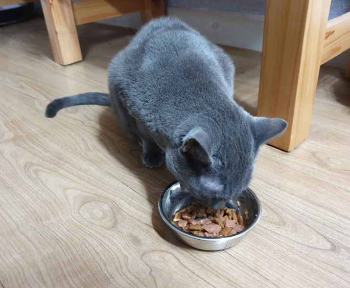 사료토하는 고양이 해결방법 /습식사료 로얄캐닌  스테럴라이즈드 그레이비 파우치 건식사료와 함께 사용