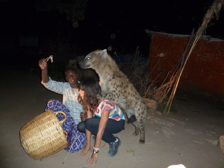 아프리카 여행 에티오피아 두달 : 음식, 하이에나, 동물