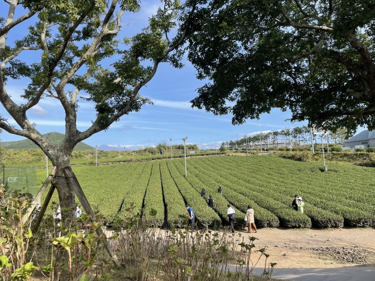 제주도 겨울 여행지 추천 오설록 티 뮤지엄 제주도 겨울 여행지 추천 오설록 티 뮤지엄