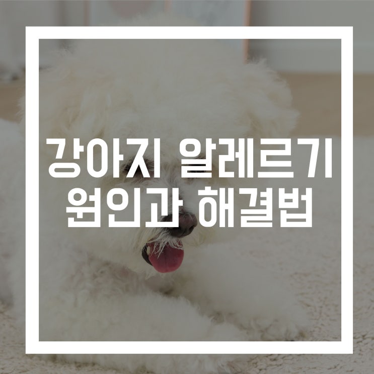  강아지 알레르기 알러지가 생기는 원인과 증상 및 해결법