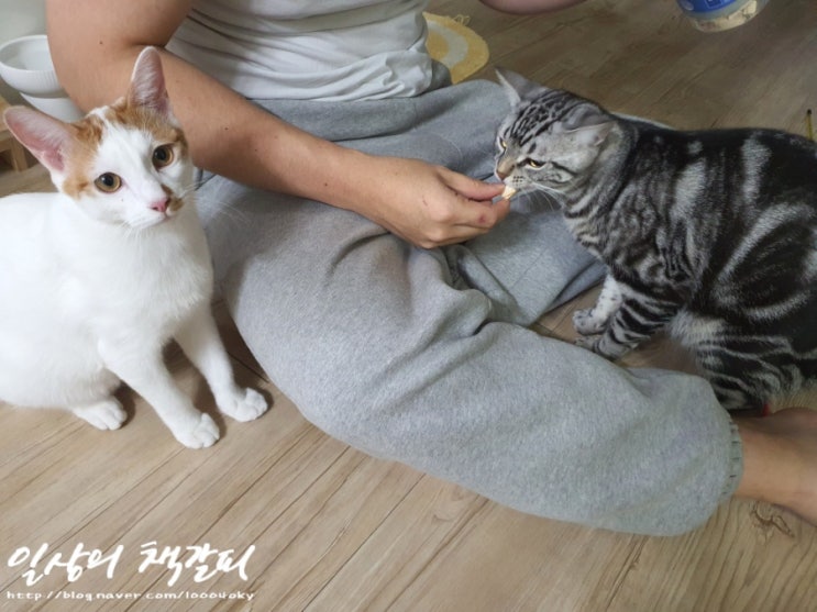  <2인2묘 라이프> 2021. 12. 24.~26. 크리스마스는 고양이와 함께