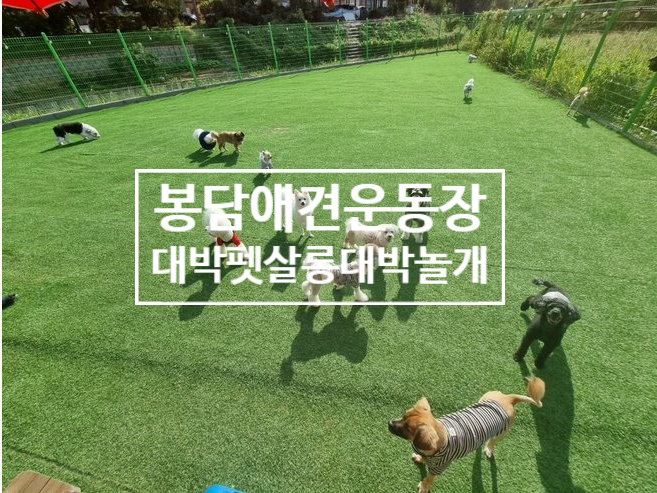  화성애견운동장, 봉담애견운동장::24시간 상주하는 호텔 <대박펫살롱대박놀개>