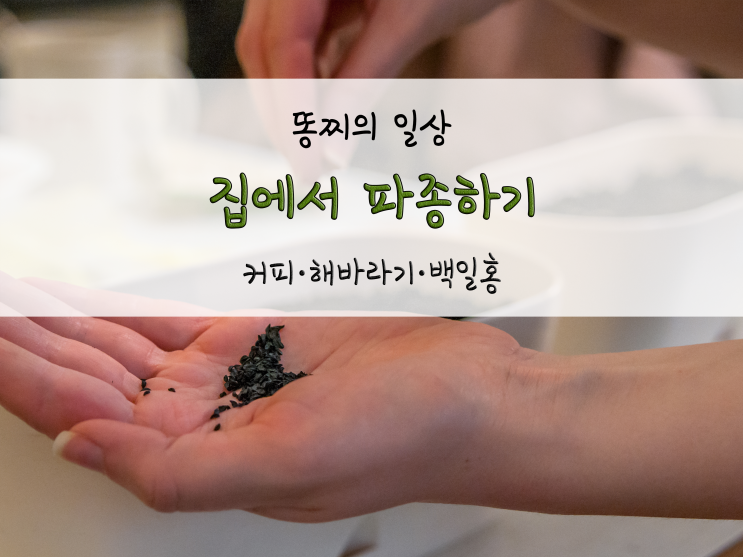  집에서 파종하기, 커피·해바라기·백일홍_211228