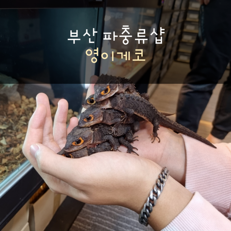  부산 파충류샵 영이게코