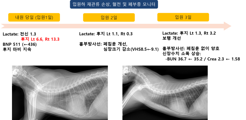 [VIP 동물의료센터] 고양이 심장병 모니터링, 대동맥 혈전증에 의한 고양이 급성 후지파행 치료 케이스 1