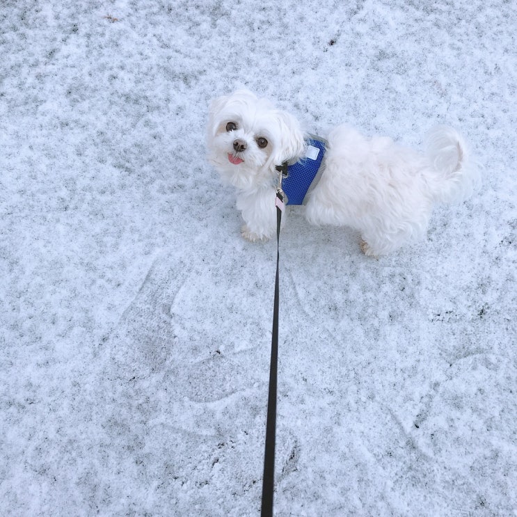 추운날씨에 산책 나가야할까요??강아지 겨울산책에 대해 알아보기 및 주의할 점