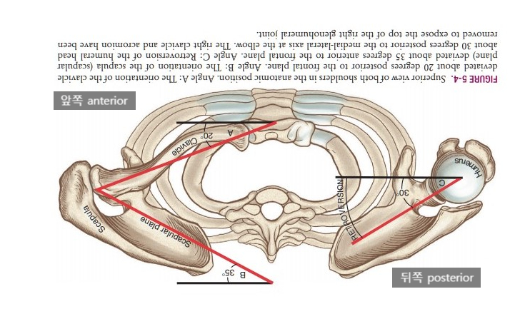 어깨뼈 움직임 및 어깨뼈면 / Scapular plan / Scapulae movement
