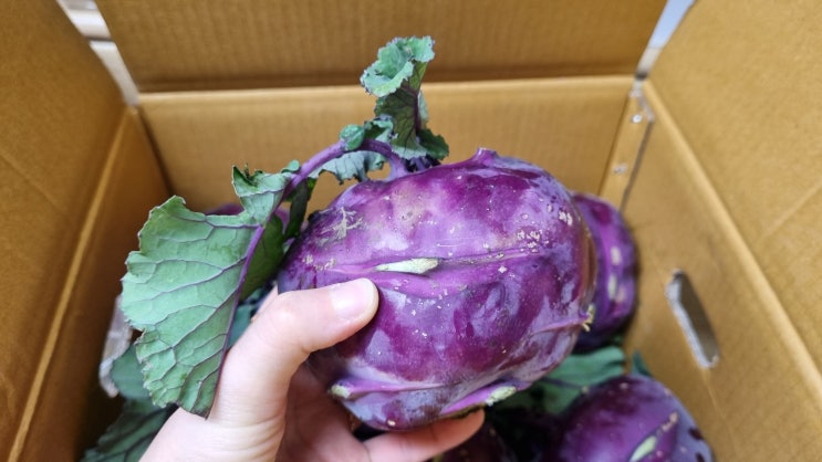 현선농장 제주 콜라비 산지직송 주문해서 먹었어요 현선농장 제주 콜라비 산지직송 주문해서 먹었어요