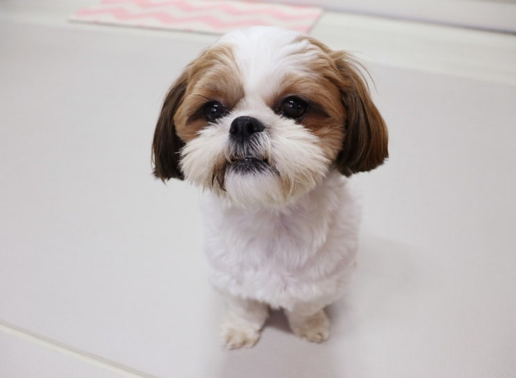  코로나 반려동물도 피할 수 없다, 강아지 코로나 증상은?