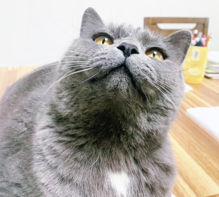  브리티시 쇼트헤어 영국에서 온 신사 숙녀 고양이 성격과 특징