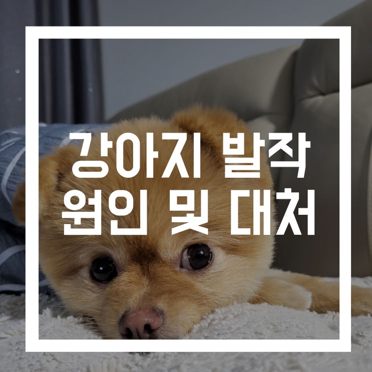  강아지 발작 경련 원인 및 대처법