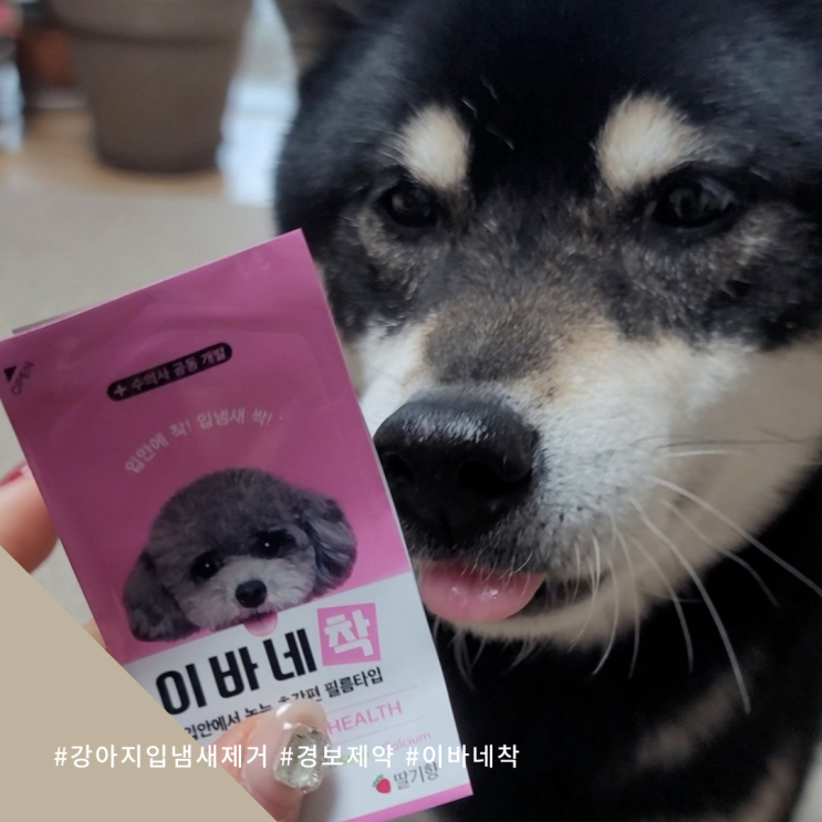  한장으로 간단한 강아지입냄새제거 이바네착