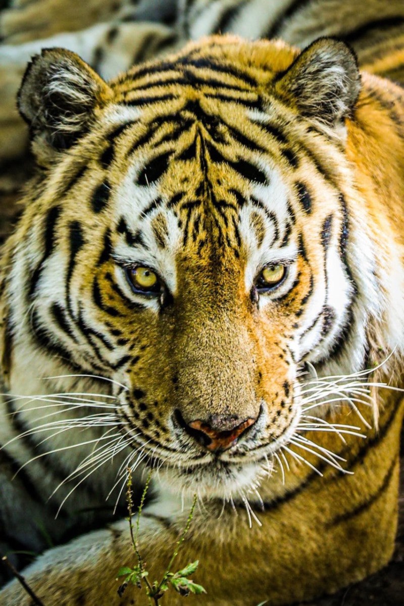 호랑이 그림을 찾아봤어요! : 네이버 블로그, image size:800x1199