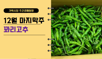  [경매사 주간보고] 12월 마지막주 꽈리고추 경매동향은 어때요?
